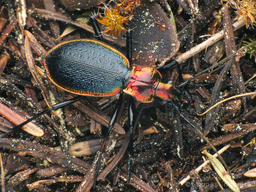 Carabus arcadicus