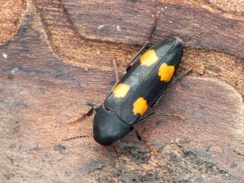 Dircaea australis - déli komorka