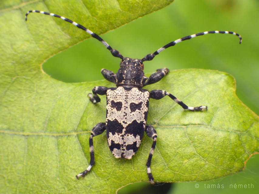 Aegomorphus krueperi