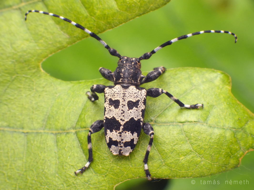 Aegomorphus krueperi