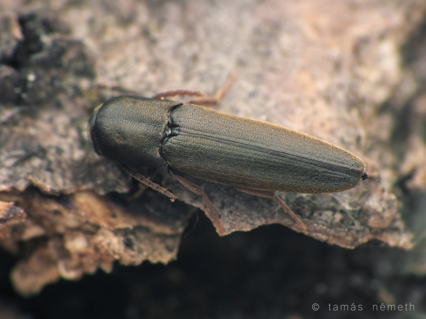Nematodes filum - karcsú tövisnyakúbogár