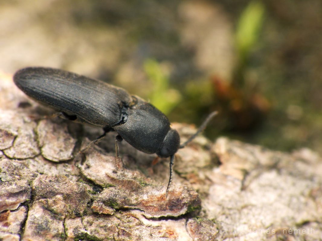 Dromaeolus barnabita - csuhás tövisnyakúbogár