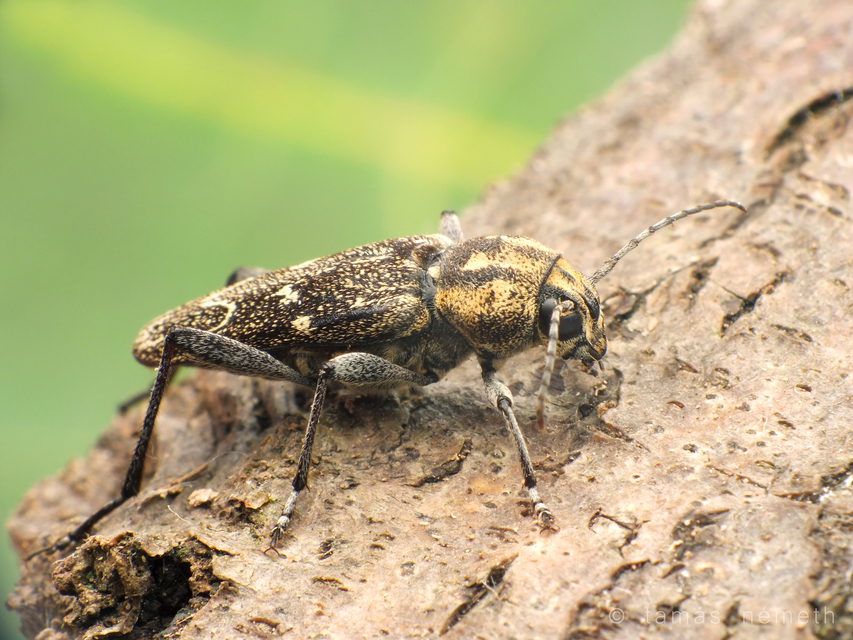 Xylotrechus rusticus - egérszínű darázscincér Xylotrechus rusticus - egérszínű darázscincér