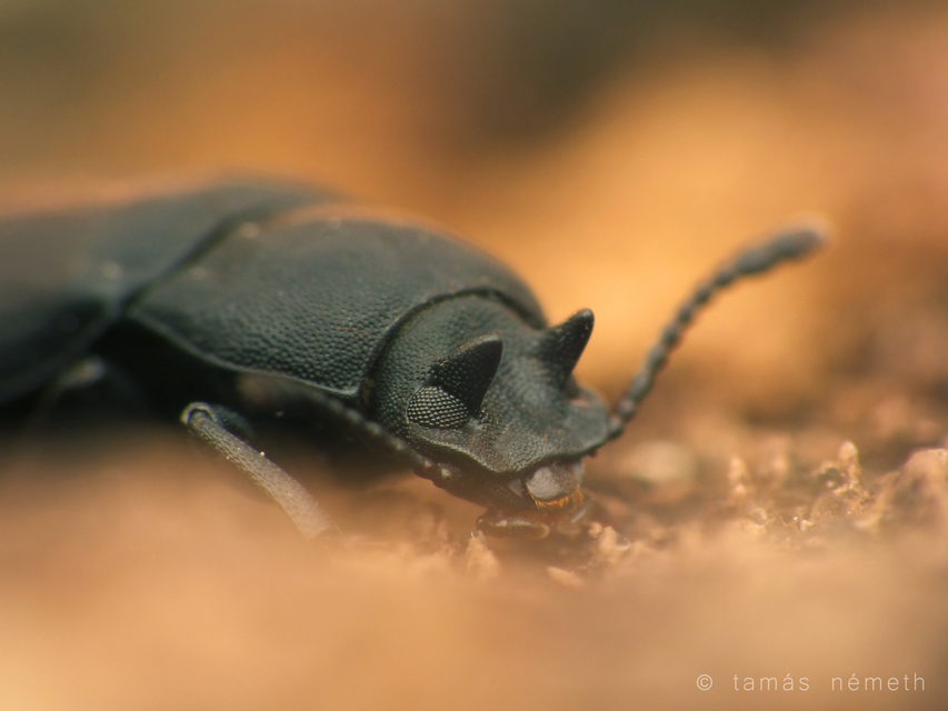 Cryphaeus cornutus - szarvas gyászbogár