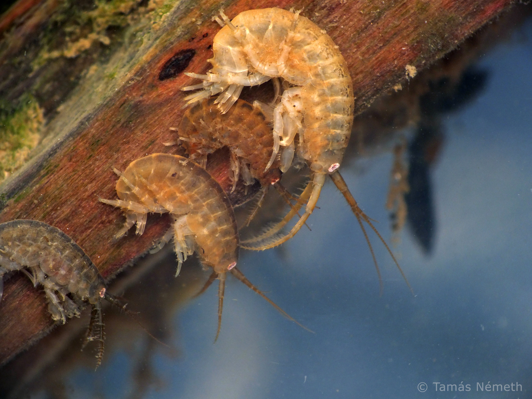 Dikerogammarus villosus - kétpúpos bolharák