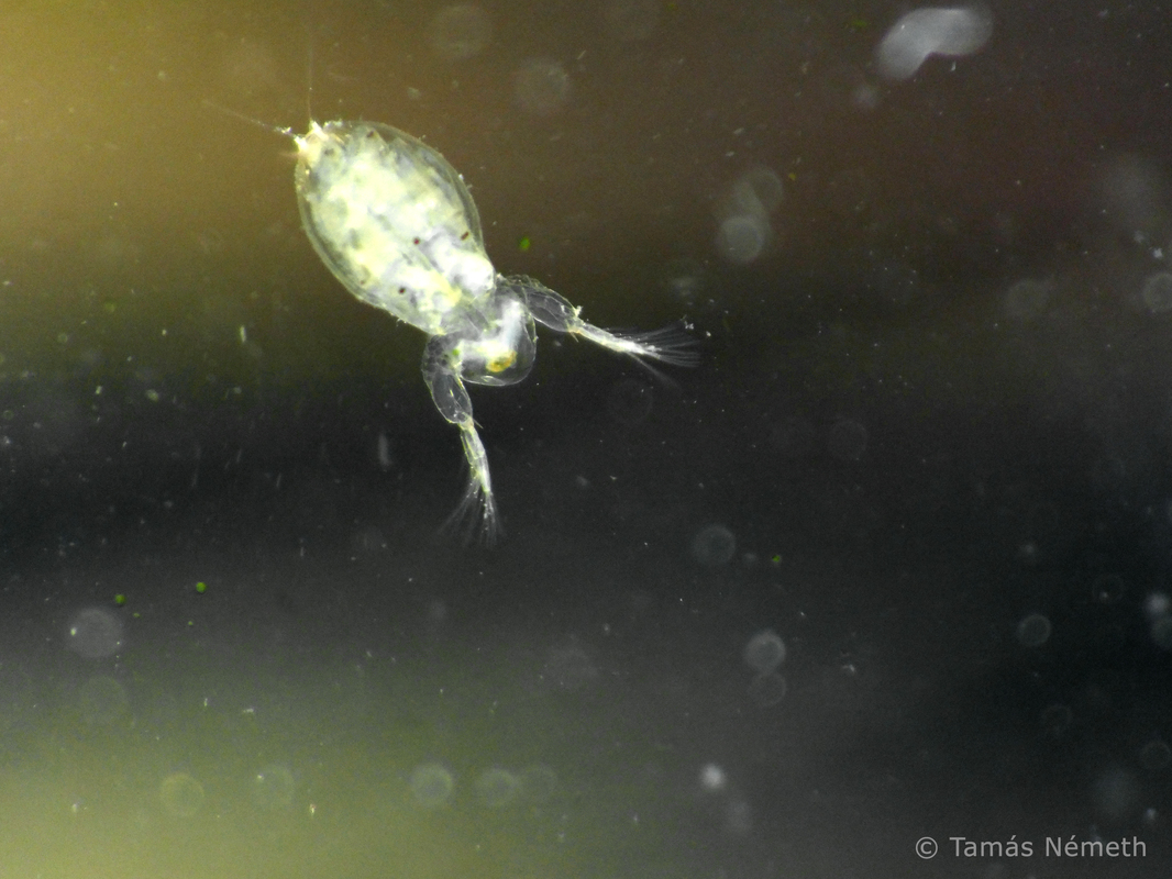 Sida crystallina