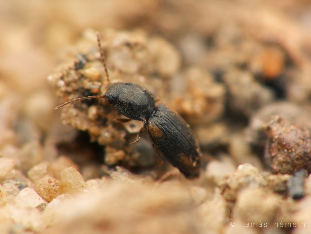 Oedostethus quadripustulatus - négyfoltos fövenypattanó