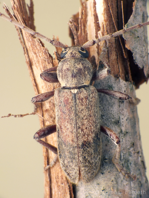 Trichoferus griseus