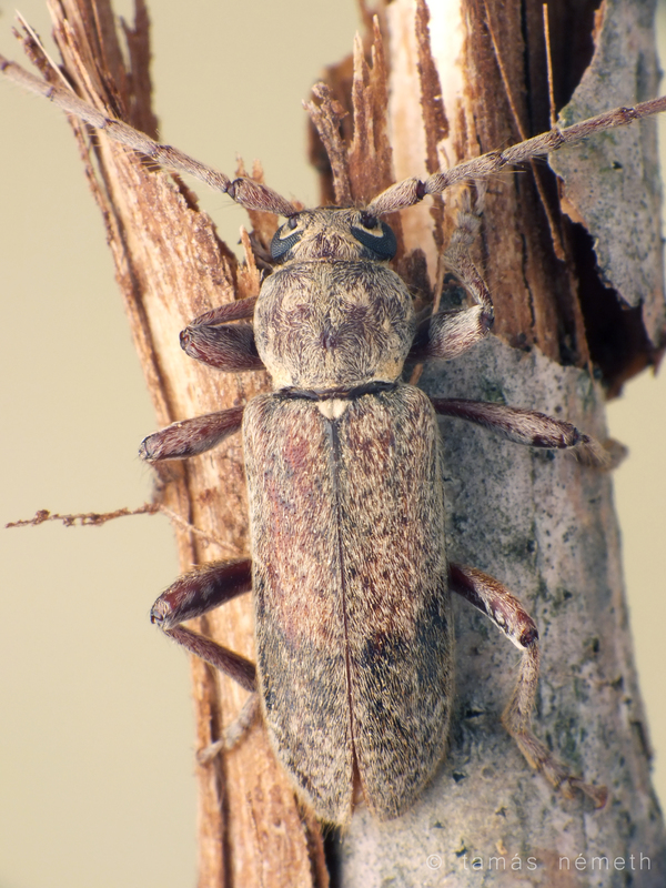 Trichoferus griseus