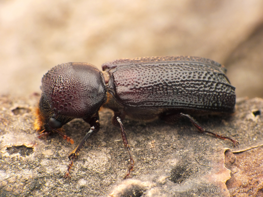 Apate monachus - nagy csuklyásszú