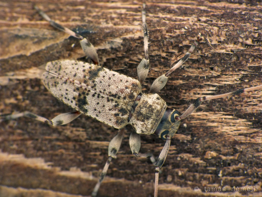 Leiopus syriacus