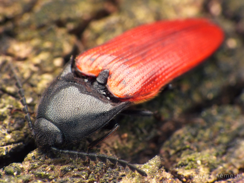 Ampedus rufipennis - vörösszárnyú pattanó