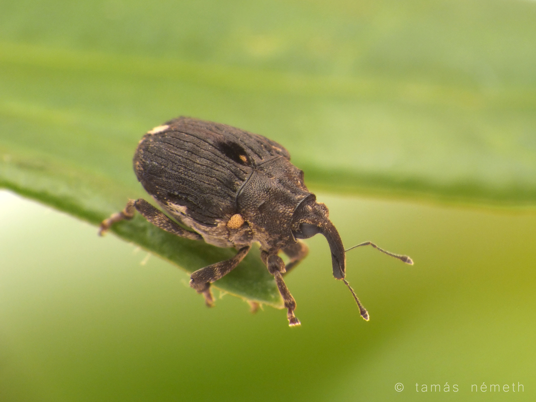 Stenocarus cardui - pipacsgyökér-ormányos