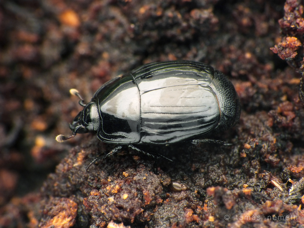 Margarinotus merdarius