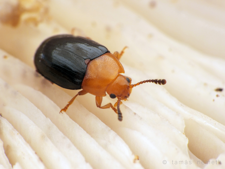 Triplax scutellaris - vörösmellű tarbogár