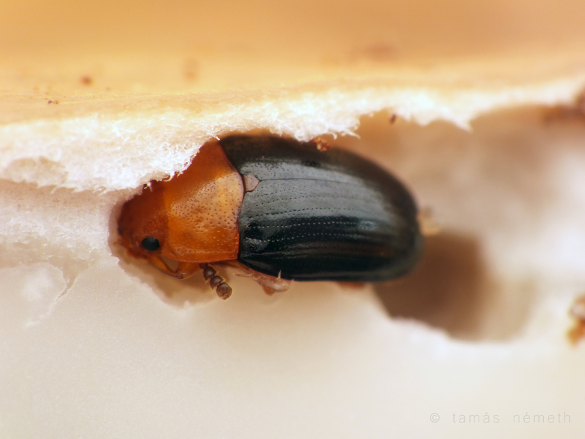 Triplax rufipes - feketehasú tarbogár
