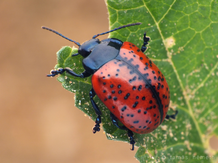 Chrysolina variolosa