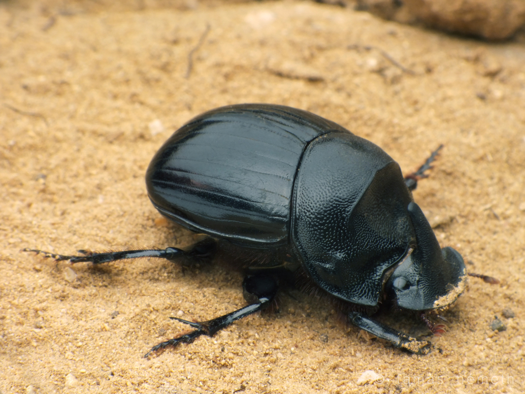 Copris hispanus