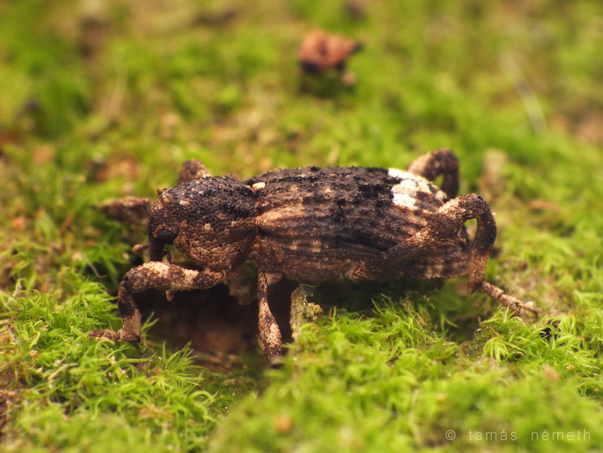 Camptorhinus statua - bordás holttettetős-ormányos