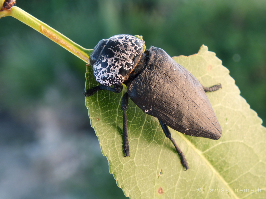 Capnodis tenebrionis - kökény-tükrösdíszbogár