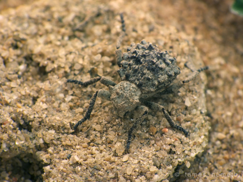 Herpes porcellus - bütyköshátú ormányos