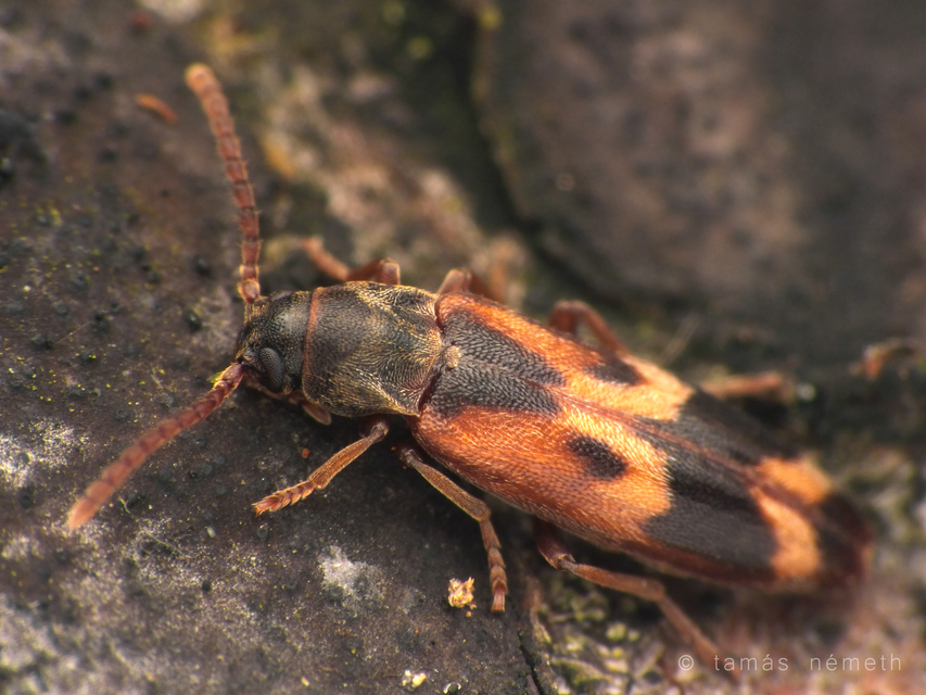 Hypulus quercinus - tölgy-komorka Hypulus quercinus - tölgy-komorka