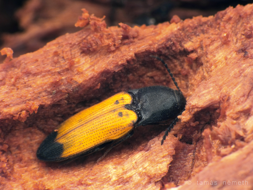 Ampedus elegantulus - csinos pattanó