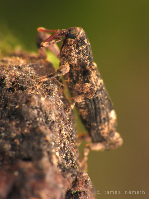 Camptorhinus simplex - sima holttettetős-ormányos