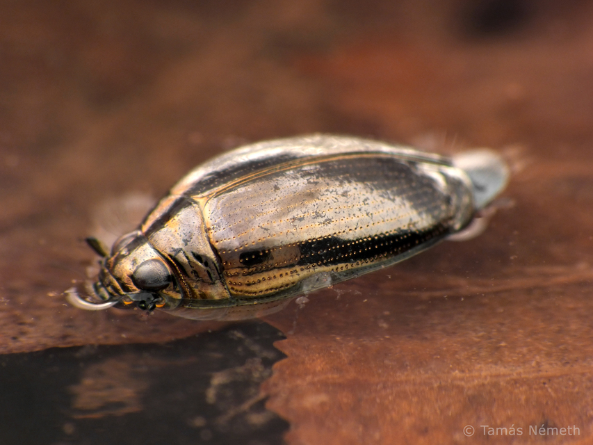 Gyrinus substriatus - közönséges keringőbogár
