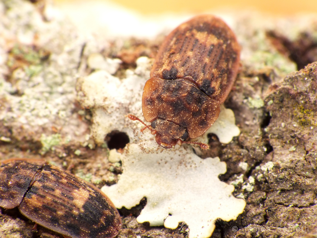 Soronia grisea - pettyegetett fénybogár
