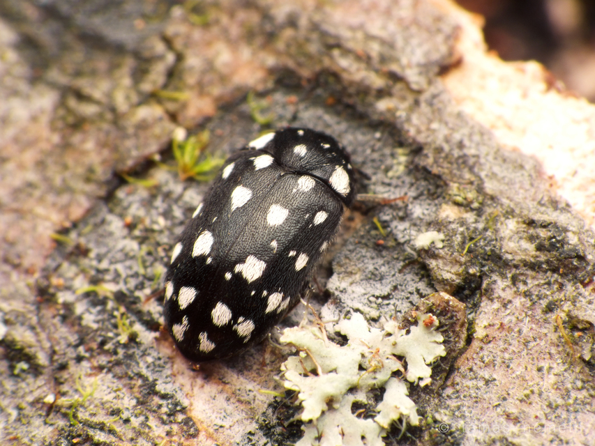 Lanorus punctatus - sokpettyes szűcsbogár