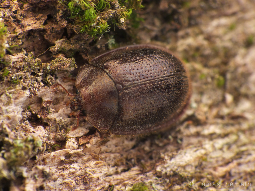 Thymalus limbatus - bronzfényű korongbogár