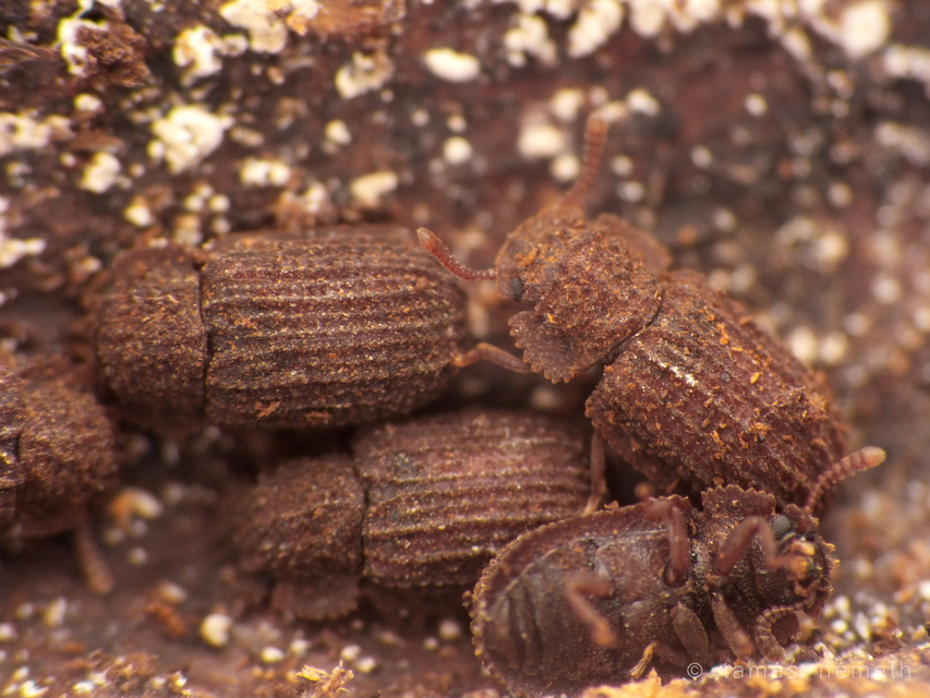 Eledonoprius armatus - érdes taplóbogár