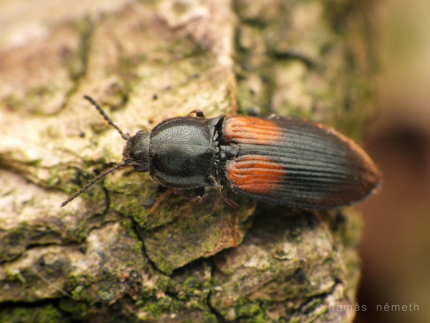 Calambus bipustulatus - kétfoltos pattanó Calambus bipustulatus - kétfoltos pattanó