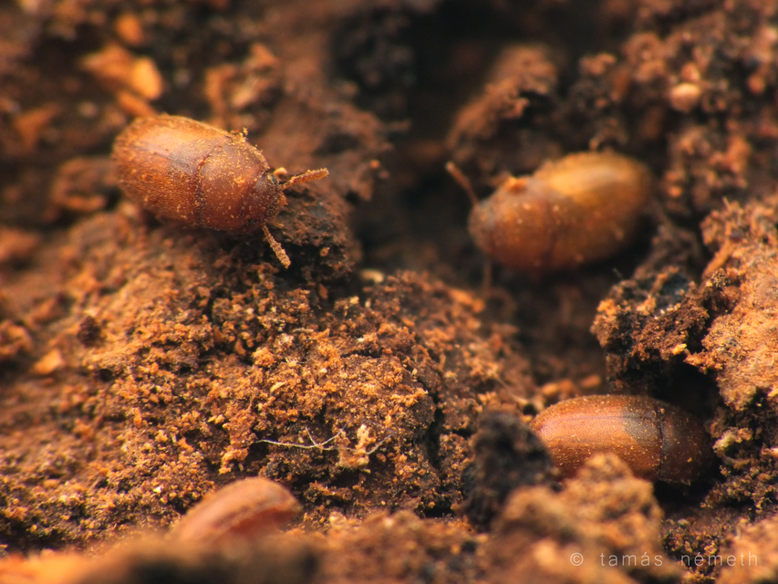 Pentaphyllus testaceus - kis korhadékbogár