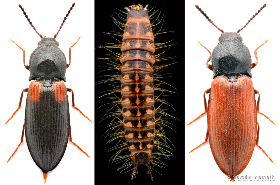 Calambus bipustulatus - kétfoltos pattanó Calambus bipustulatus - kétfoltos pattanó