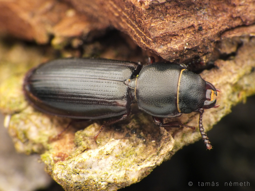 Tenebroides mauritanicus - lisztmentő korongbogár