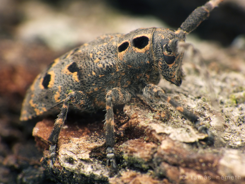 Mesosa curculionoides - szemfoltos cincér Mesosa curculionoides - szemfoltos cincér