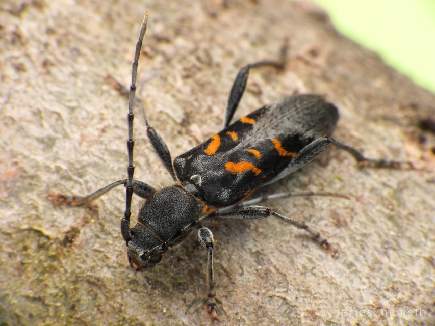 Anaglyptus luteofasciatus