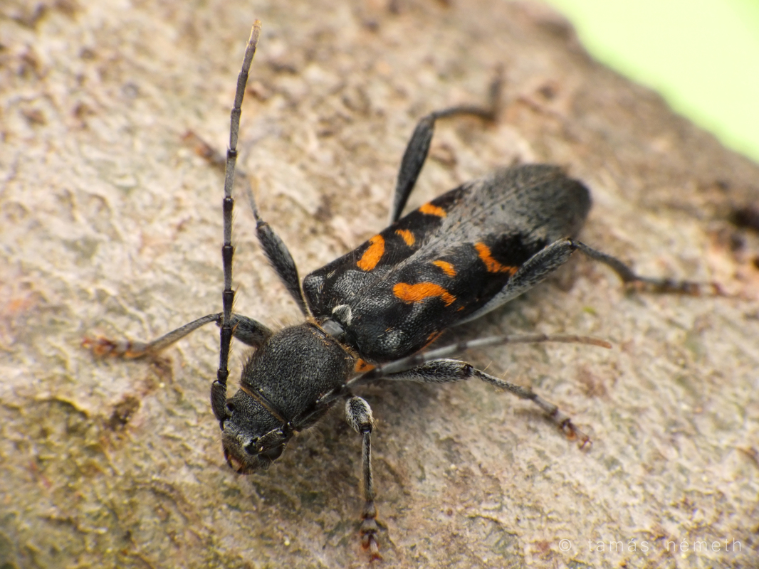 Anaglyptus luteofasciatus