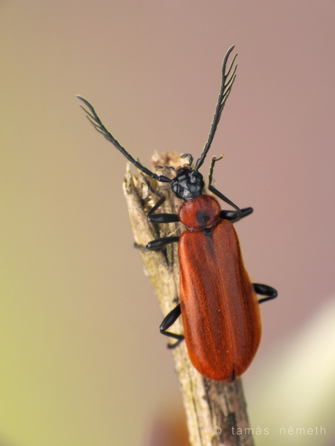 Schizotus pectinicornis - kis bíborbogár