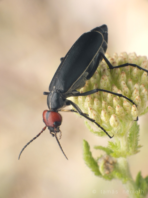 Epicauta rufidorsum - hollóbogár