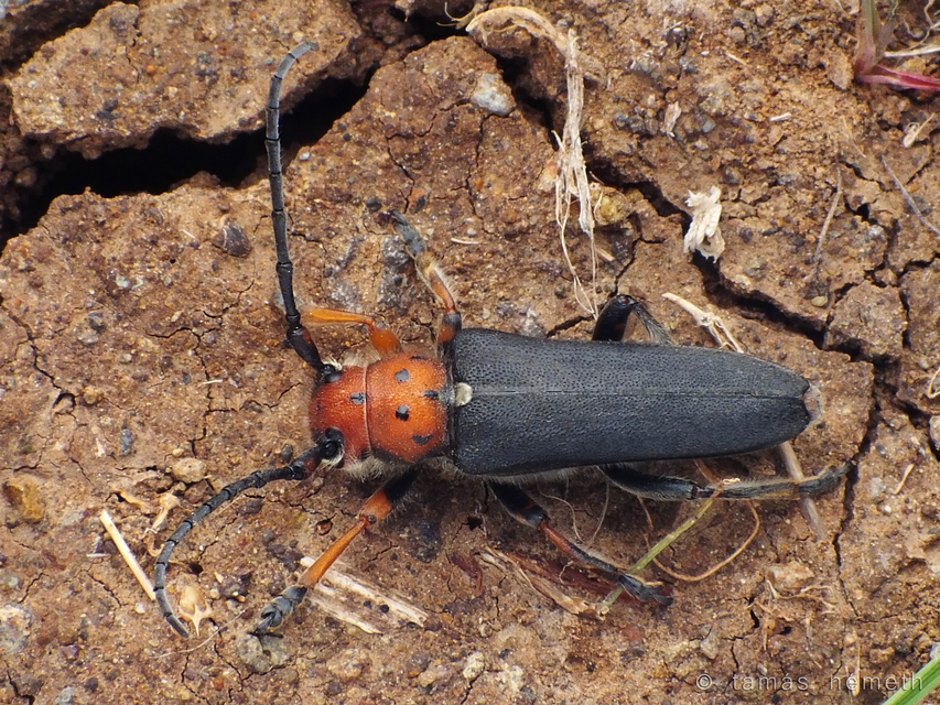 Phytoecia wachanrui