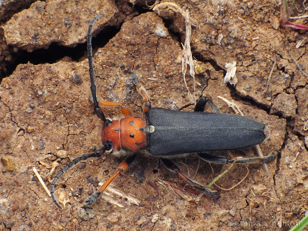 Phytoecia wachanrui