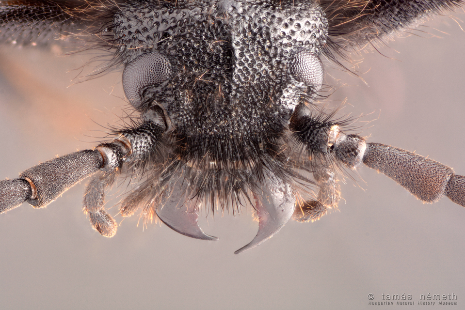 Apalus bimaculatus - kétfoltos élősdibogár
