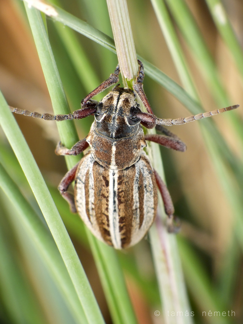 Dorcadion decipiens - homoki gyalogcincér