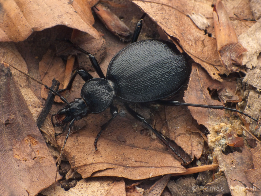 Cychrus semigranosus balcanicus