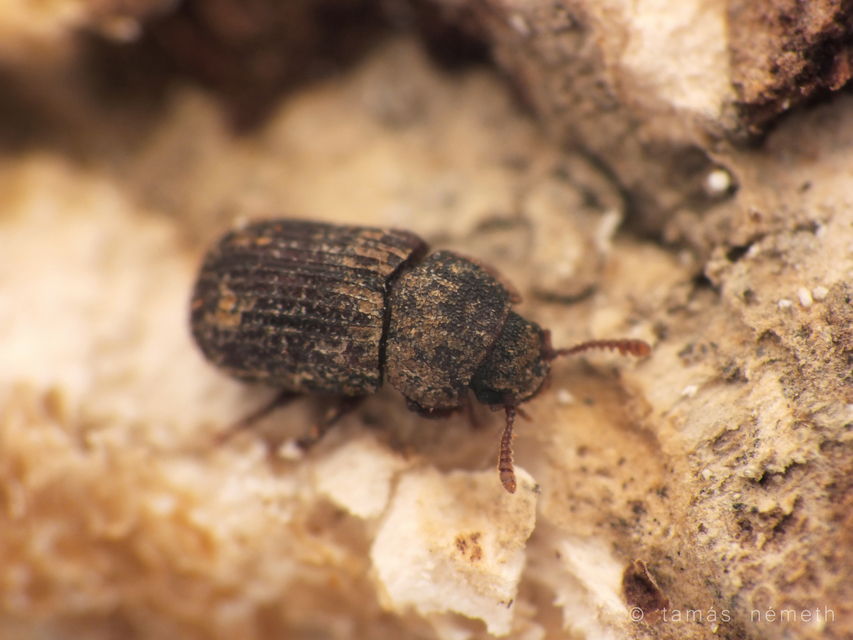 Eledona agricola