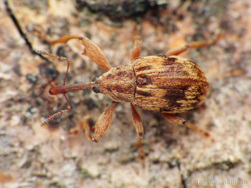 Anthonomus rectirostris - meggymaglikasztó Anthonomus rectirostris - meggymaglikasztó