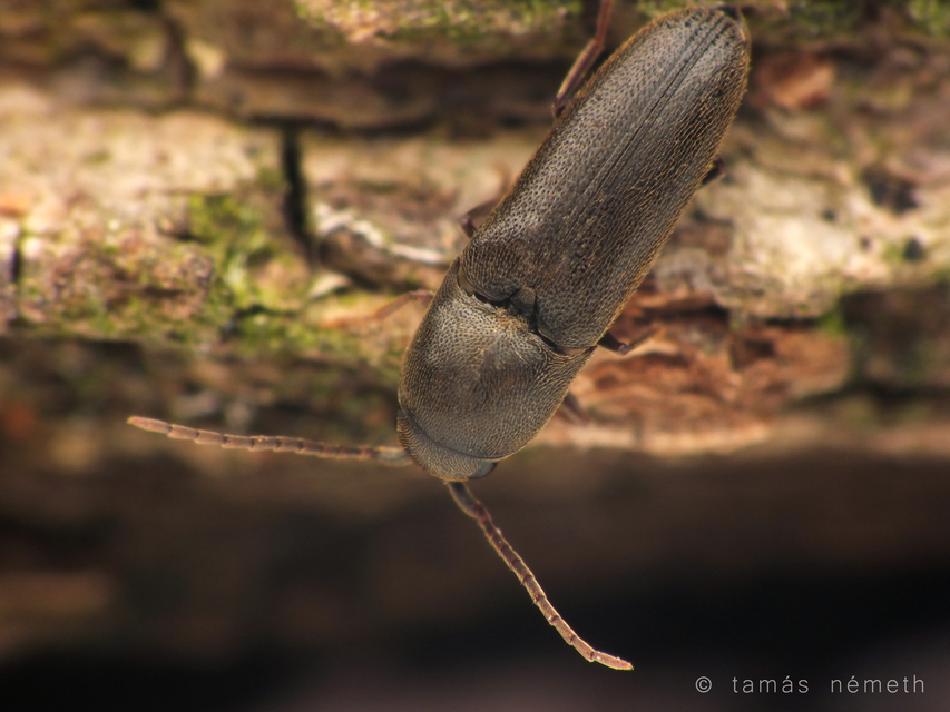 Clypeorhagus clypeatus - széleshomlokú tövisnyakúbogár